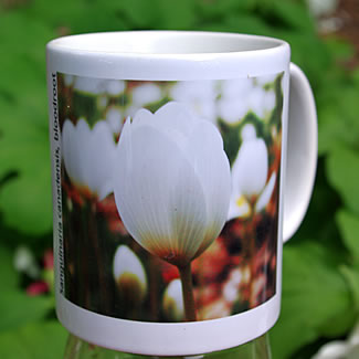 mug DS-044 Sanguinaria canadensis 7065.jpg